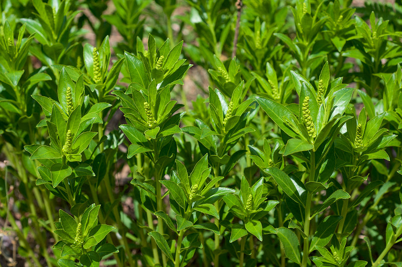 Close-up of green plants with small yellow flowers in a natural setting